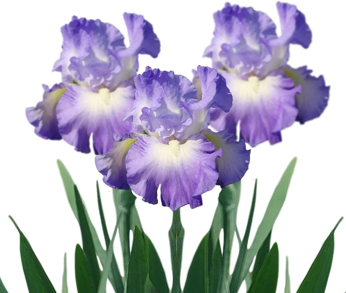 Easy to Grow Bearded Iris City Lights - 9 Plant Bulbs Rhizomes, Blue-Violet & White Flowers in