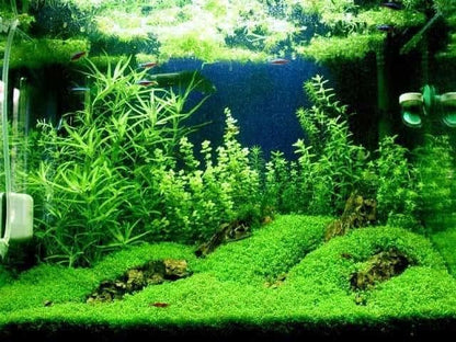 Foreground Potted Live Aquarium Plants | Freshwater Aquatic Plants for Aquariums (Potted Dwarf Baby