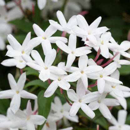 Jasmine Plant, Fragrant Jasmine Flower Vine 4-8 Inches Well Rooted for Container, Hanging Basket