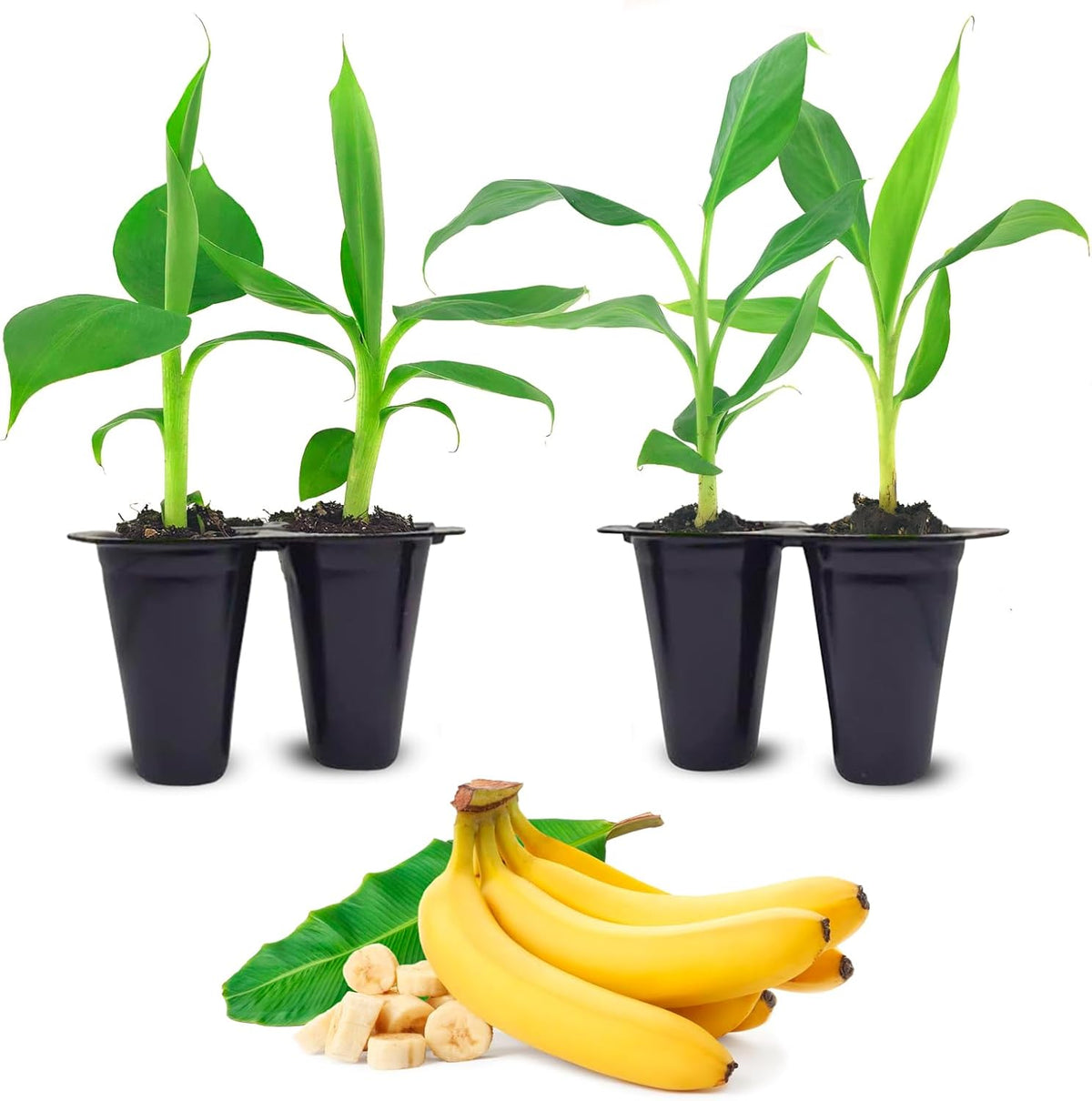 Banana Trees Grand Nain (4 Pack) | Easy to Grow Banana Plants | Edible Fruit Live Plant for