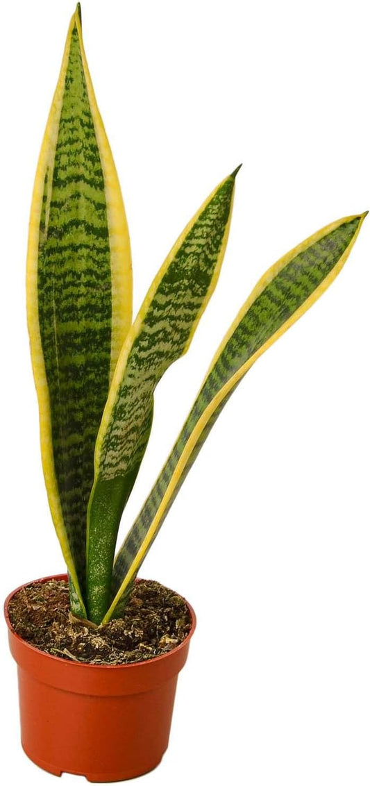 Snake Plant Laurentii | Sansevieria Trifasciata Live Plant for Indoor | Different Houseplants in