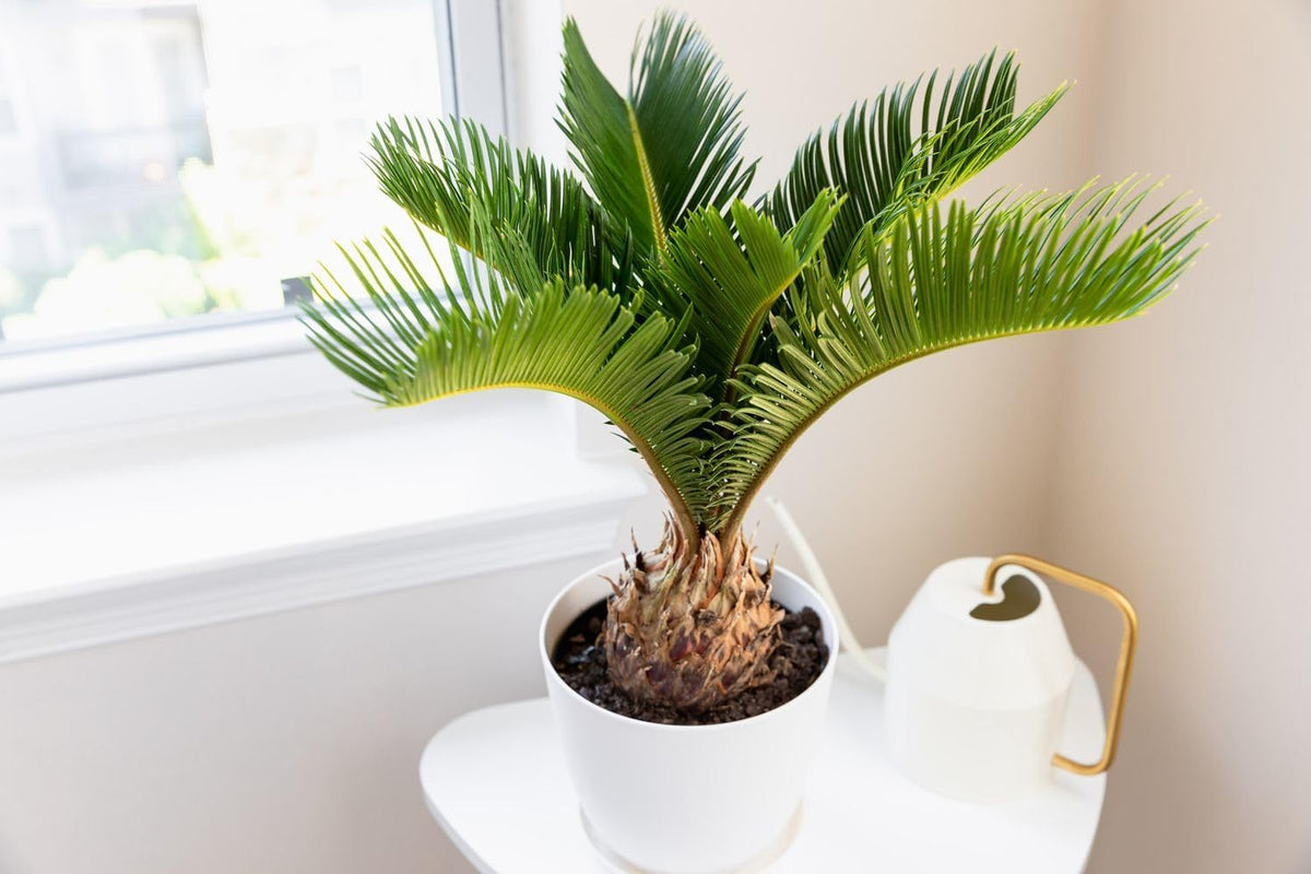 Gardenera SOGO Palm Potting Mix - Unlock Robust Growth and Striking Form with Our High-Performance