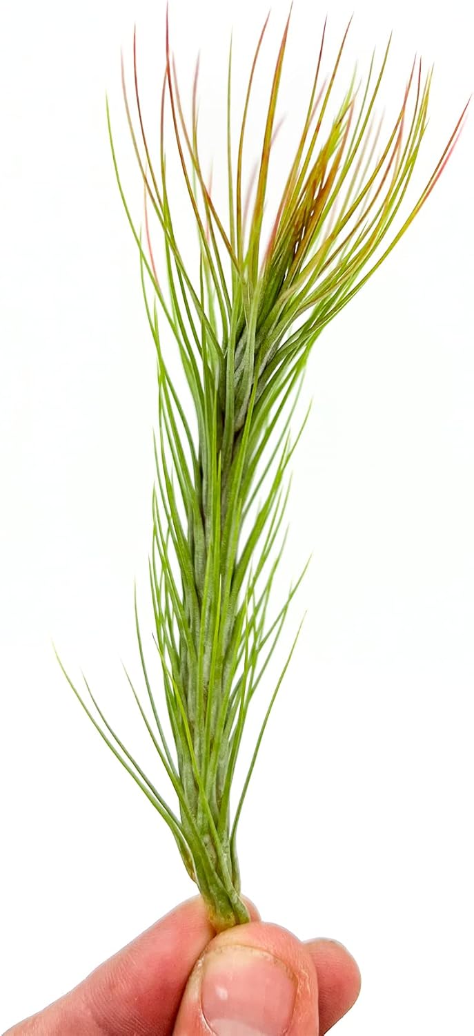 ragnaroc Air Plants - Tillandsia Funckiana Hybrid, Large 5-7" - 1ct - Live Arrival Guaranteed