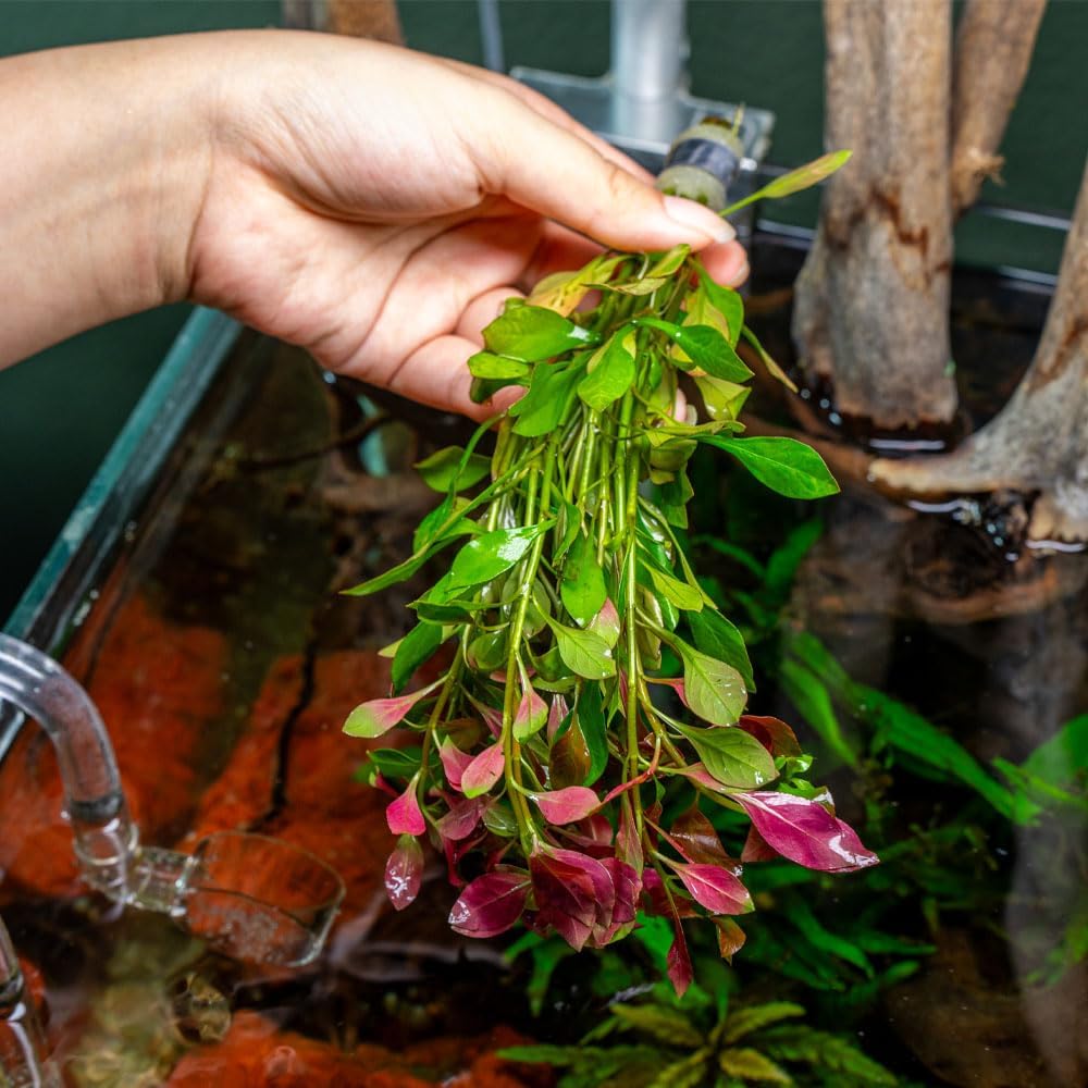 SubstrateSource Live Plant - Ludwigia Ovalis - Easy Care, Moderate to High Light, Green to Orange