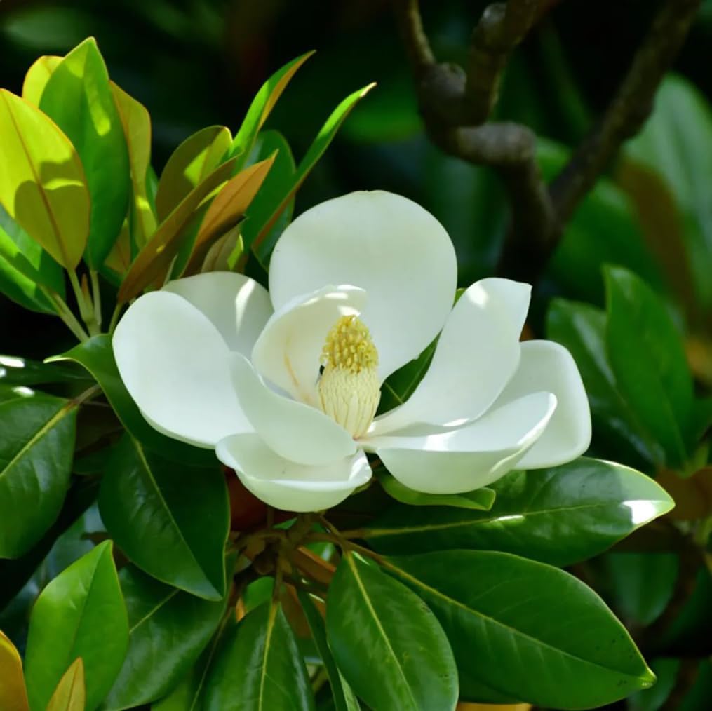 15PCS White Southern Magnolia Flower Seeds Beautiful Ornamental Landscape Tree Seeds