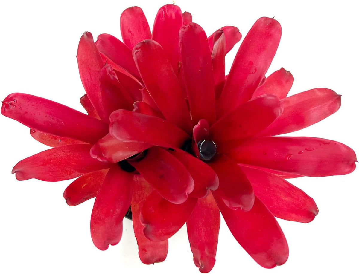 ragnaroc Live Plants - Bromeliad Neoregelia 'Super Fireball', 10-12" in 6" Pot - 1ct - Live Arrival