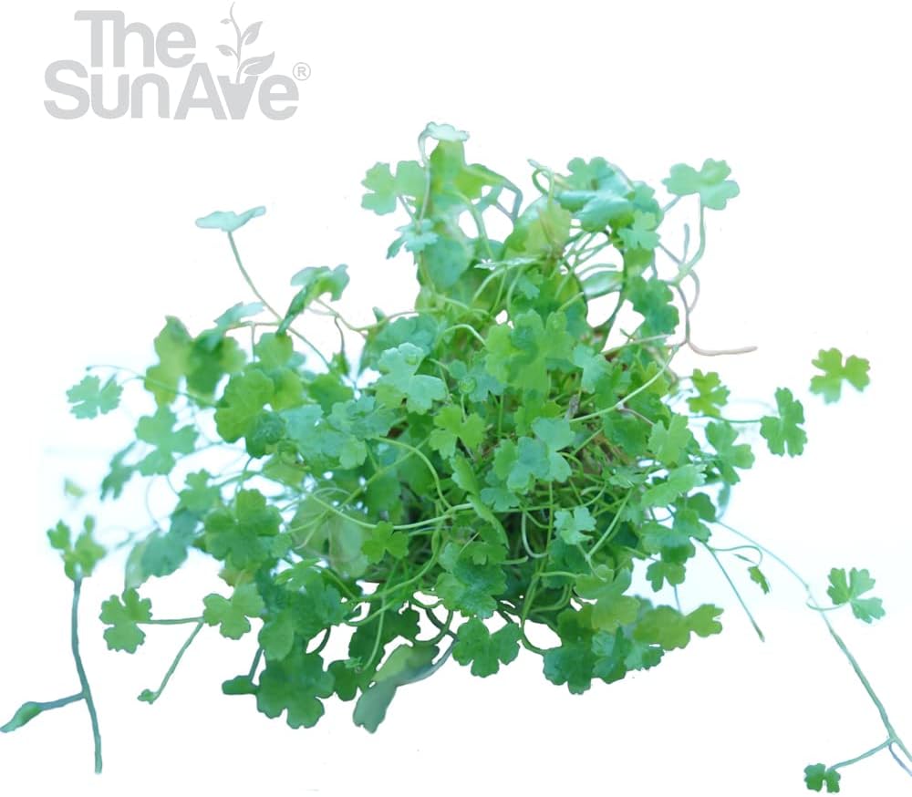 Dwarf Pennywort Hydrocotyle Tripartita Japan Live Aquarium Freshwater Plants Decoration
