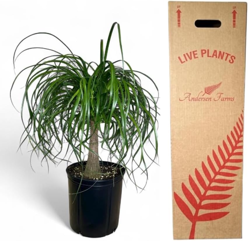 Ponytail Palm Elephant's Foot Live Plant for Indoor, Outdoor Use, 10-inch Grower Pot