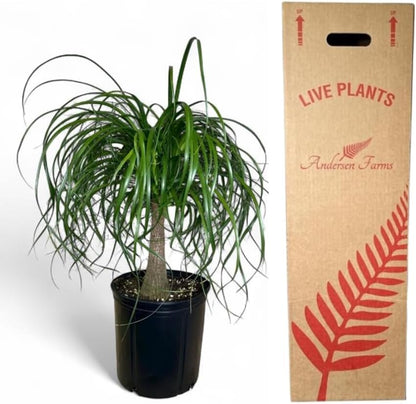Ponytail Palm Elephant's Foot Live Plant for Indoor, Outdoor Use, 10-inch Grower Pot