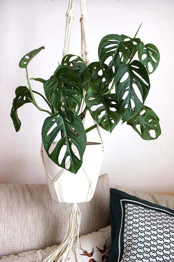 American Plant Exchange Monstera Adansonii – Live 4-Inch Pot Swiss Cheese Vine Plant, Small