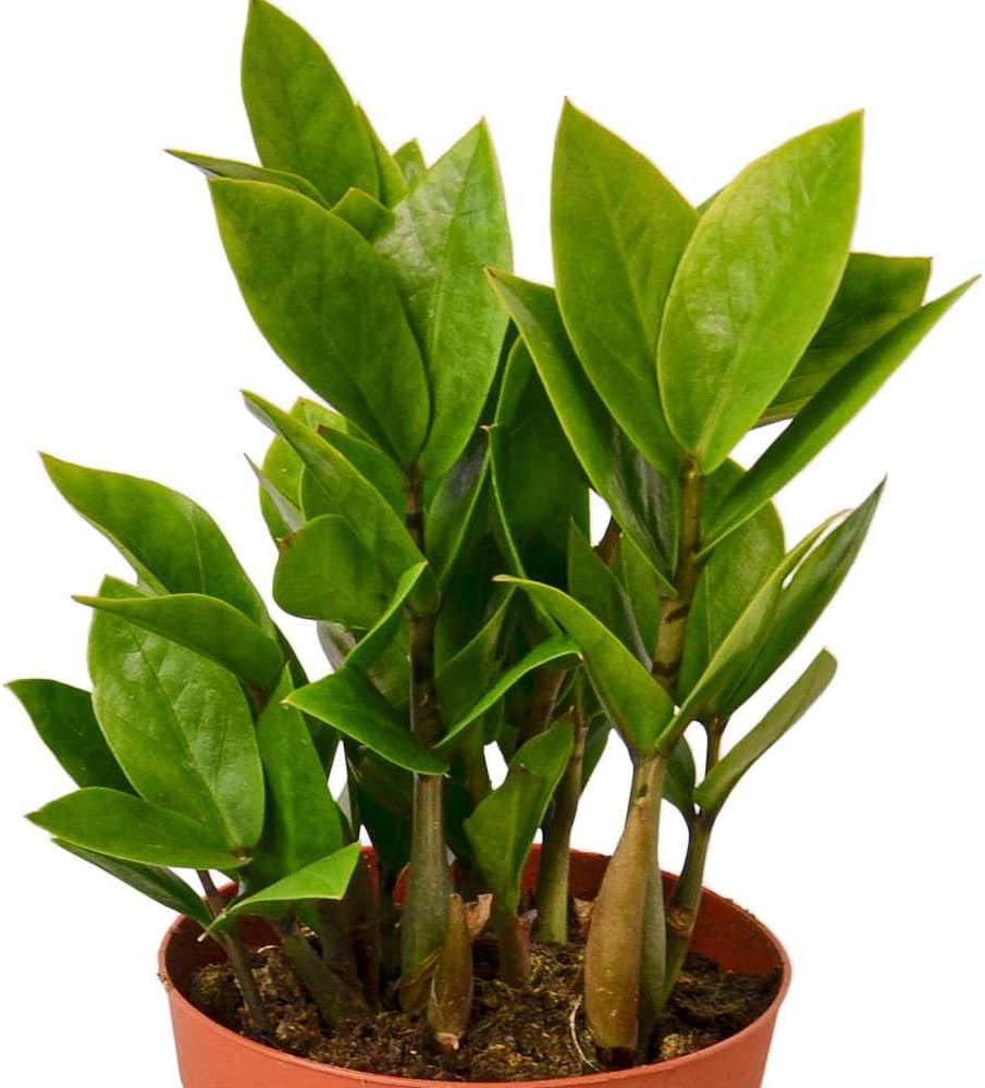 Zamioculcas Zamiifolia ZZ Live Plant for Indoor | Different Houseplants in 4'' & 6'' Pot | Real