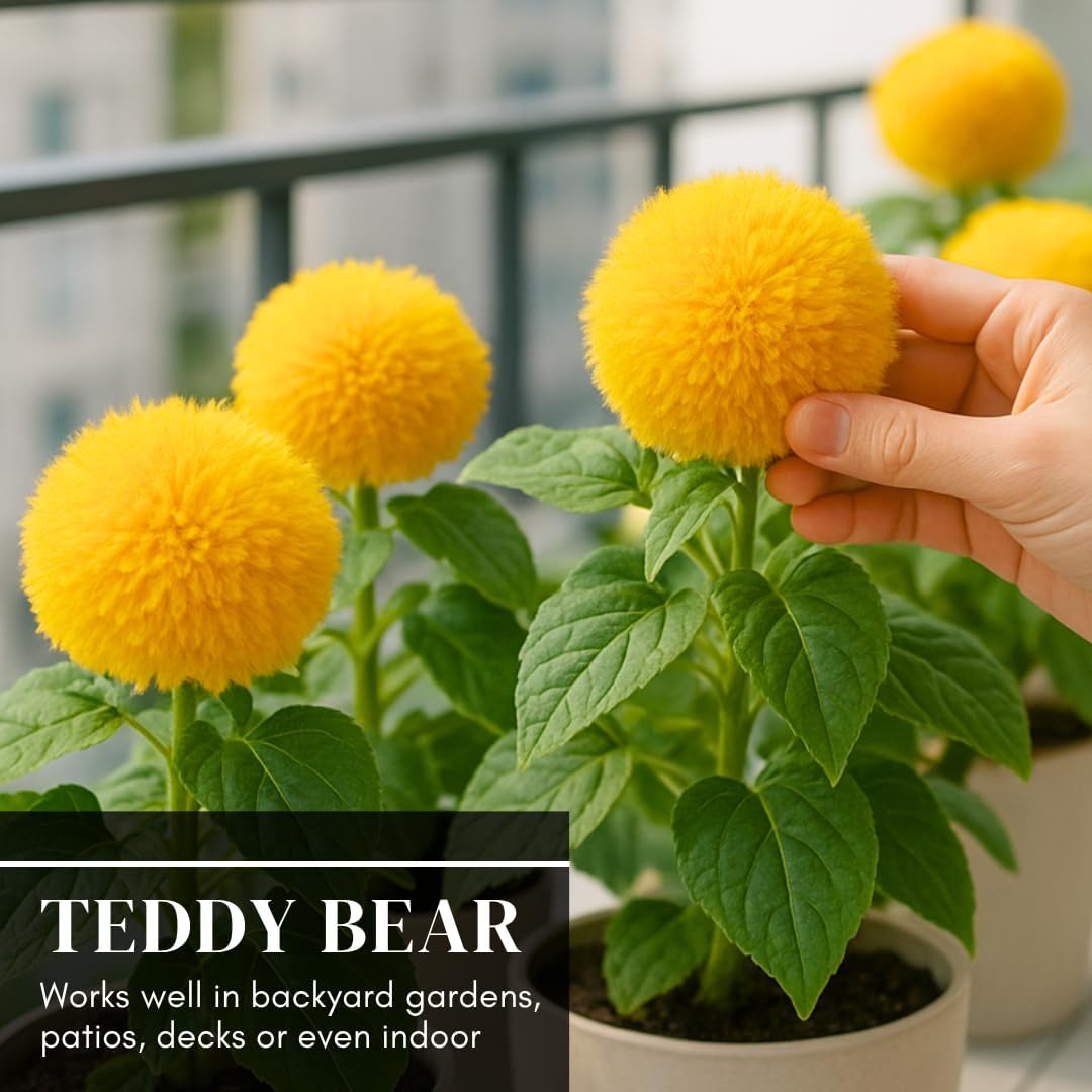 100 Teddy Bear Sunflower Seeds for Planting – Ultra-Fluffy Golden Blooms with Round Heads – Perfect