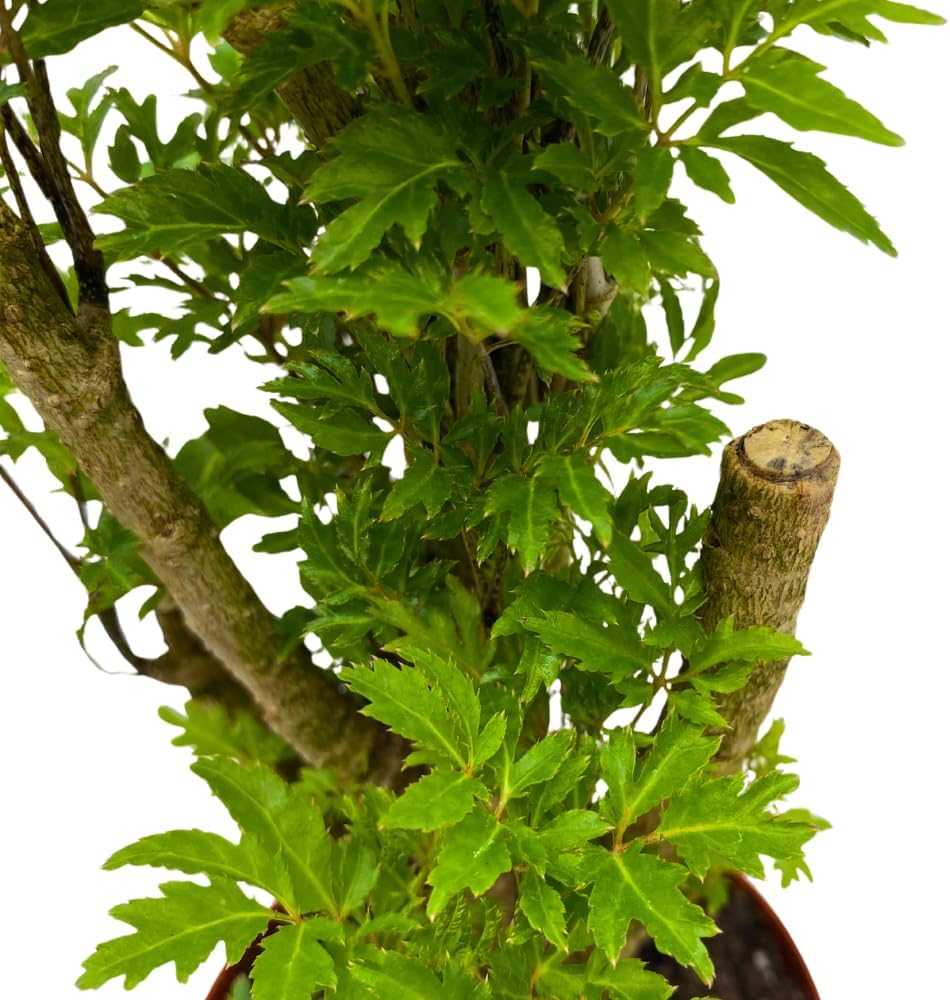 BubbleBlooms Aralia Ming Bonsai Stump Plant Polyscias fruticosa in a 4 inch Pot
