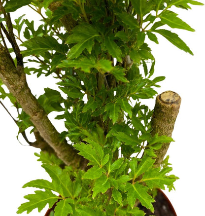 BubbleBlooms Aralia Ming Bonsai Stump Plant Polyscias fruticosa in a 4 inch Pot