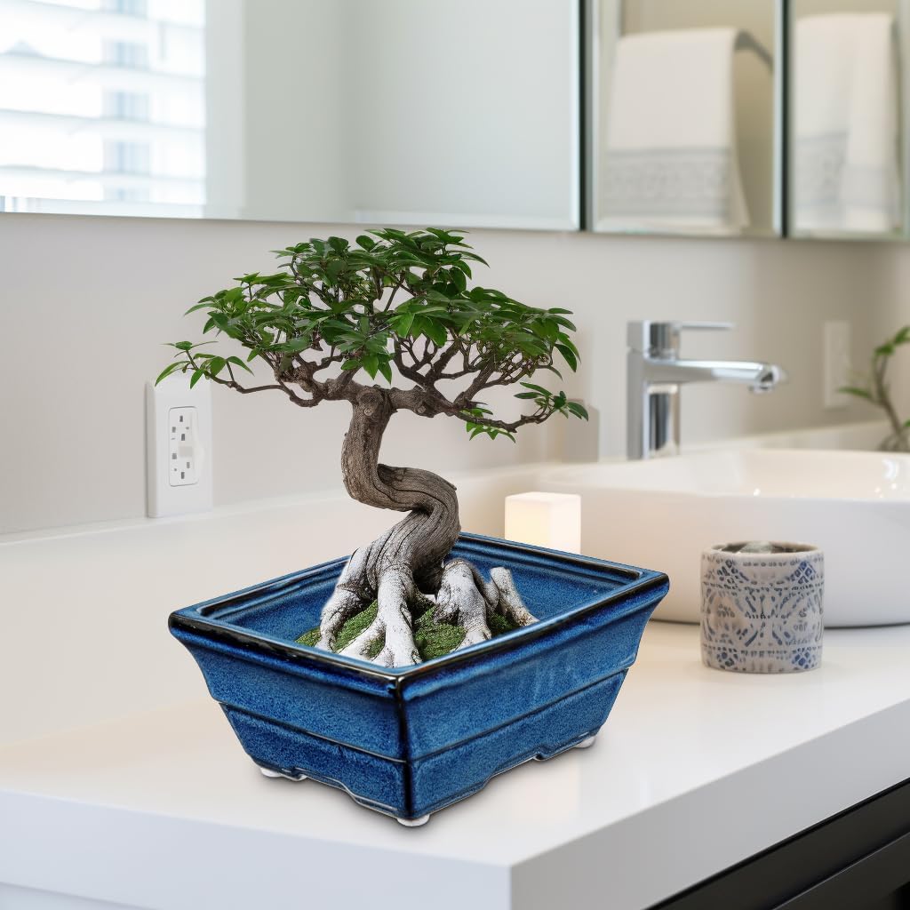 Set of 2 Large Blue Glazed Ceramic Bonsai Pots, 10" Rectangular Bonsai Planters Pots with Drainage