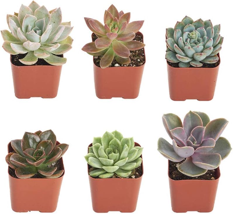 Shop Succulents Rosette Succulent Plant Pack Collection - Live Mini Succulent Plants, Low