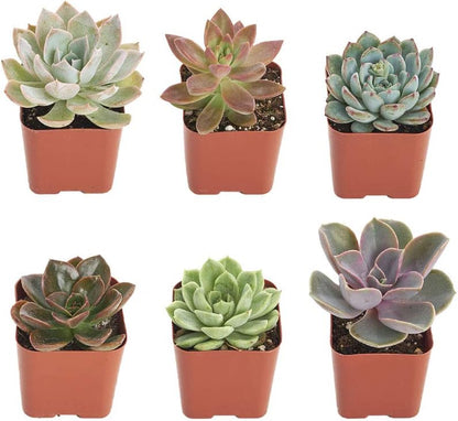 Shop Succulents Rosette Succulent Plant Pack Collection - Live Mini Succulent Plants, Low