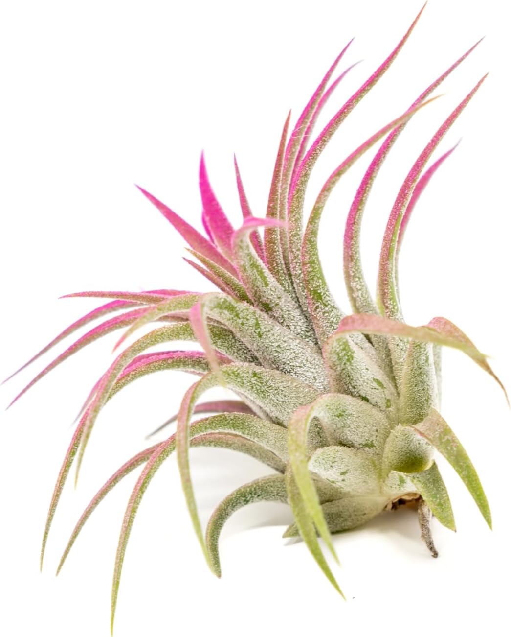Fuchsia Colorful Tillandsia Air Plants - Long Lasting Color Enhanced Live Tillandsia Succulent