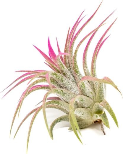 Fuchsia Colorful Tillandsia Air Plants - Long Lasting Color Enhanced Live Tillandsia Succulent