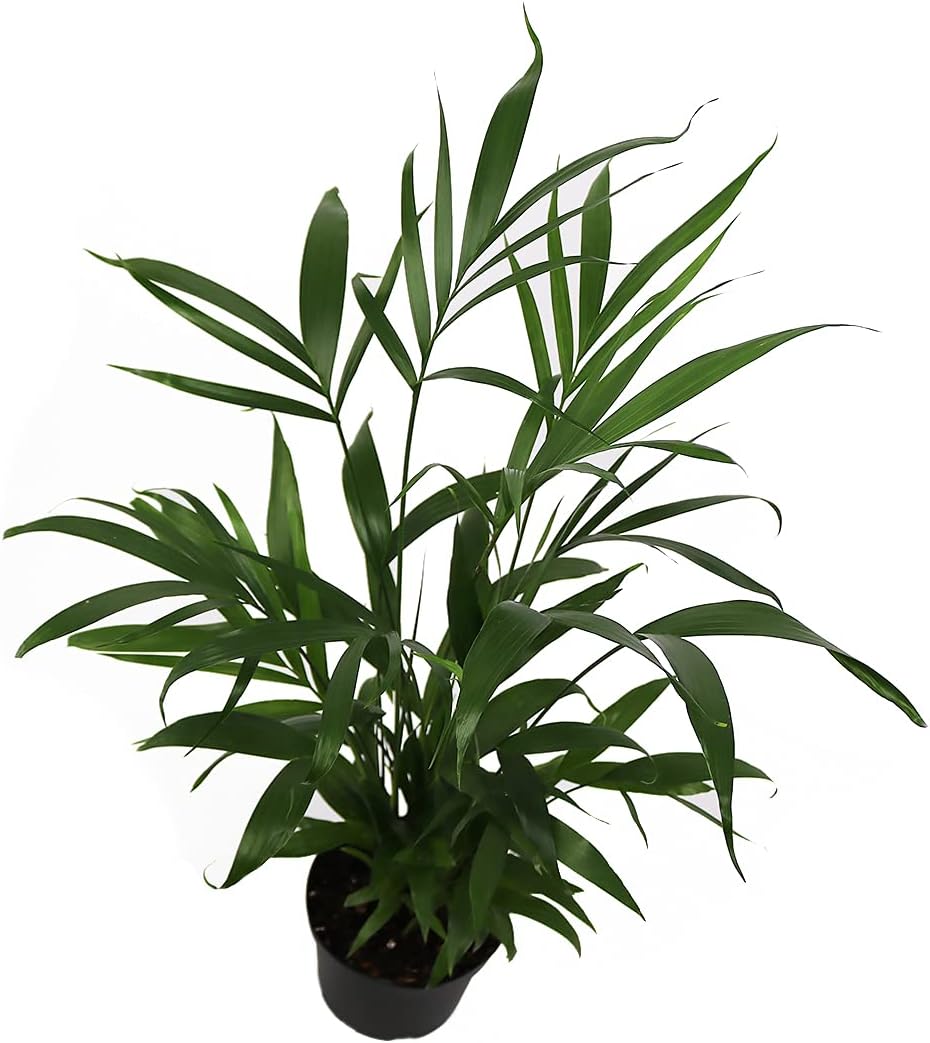 American Plant Exchange Live Cat Palm – 6-Inch Pot – Tropical Houseplant with Soft Arching Green