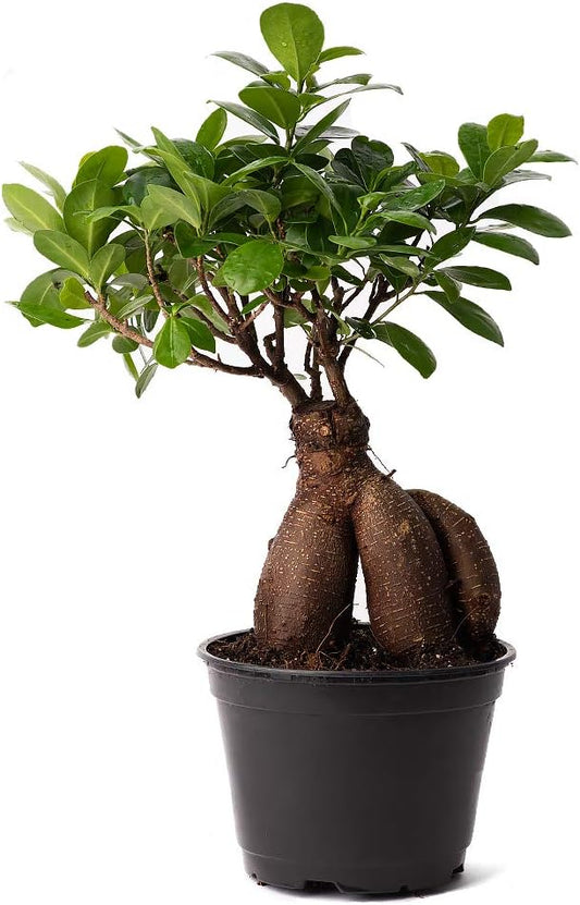 American Plant Exchange Ficus Ginseng Microcarpa – 6-Inch with Pot – Live Easy Care Bonsai Tree