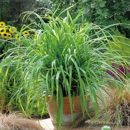 Outsidepride Carex Fresh Look Ornamental Grass Seed – 100 Pcs. Perennial, Low-Maintenance