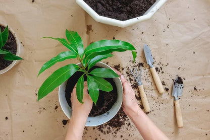 GARDENERA Mango Tree Potting Soil - Enhance Fruiting and Health with Professional Grade