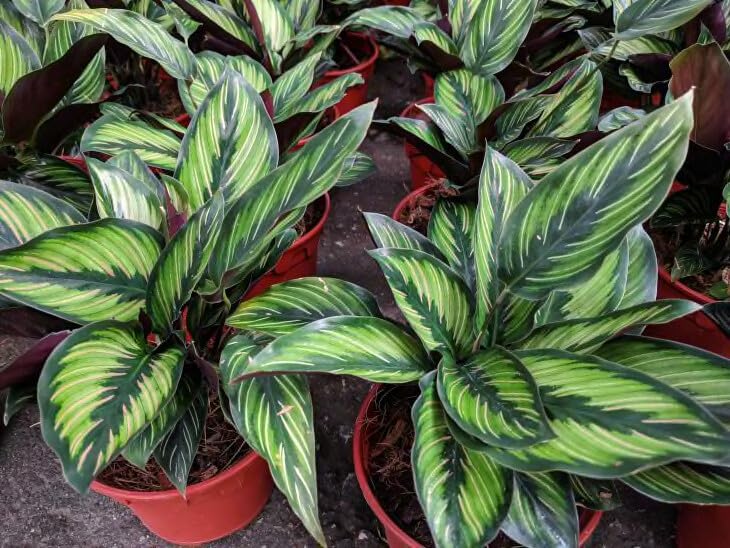 Gardenera Premium Calathea Plant Potting Mix - Crafted for Vibrant Growth and Striking Foliage - 1
