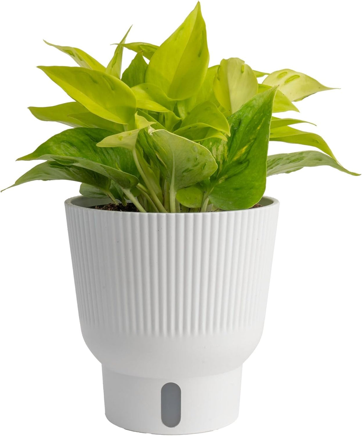Costa Farms Champs Elysses Pothos Live Plant in Self Watering Pot, Indoor Houseplant, Trailing