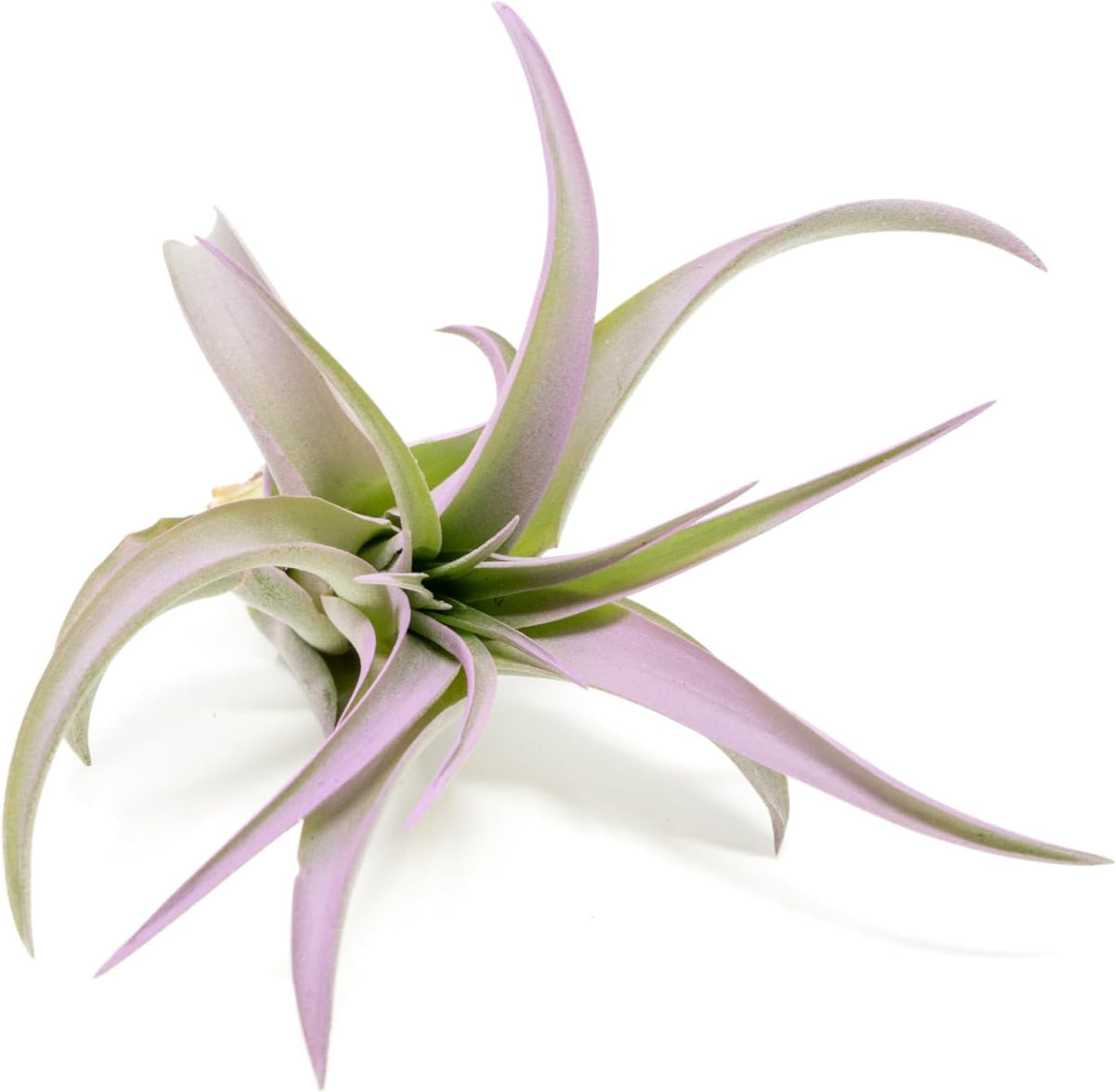 Lavender Colorful Tillandsia Air Plants - Long Lasting Color Enhanced Live Tillandsia Succulent