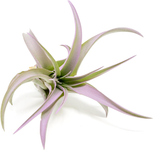 Lavender Colorful Tillandsia Air Plants - Long Lasting Color Enhanced Live Tillandsia Succulent