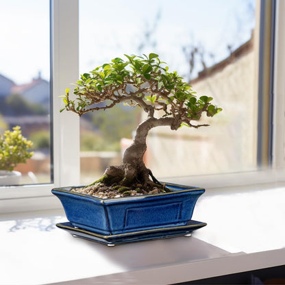 Bonsai Pots Small Shallow Succulent Planters for Live Bonsai Trees Set of 2, 7.5" Ceramic Pot for