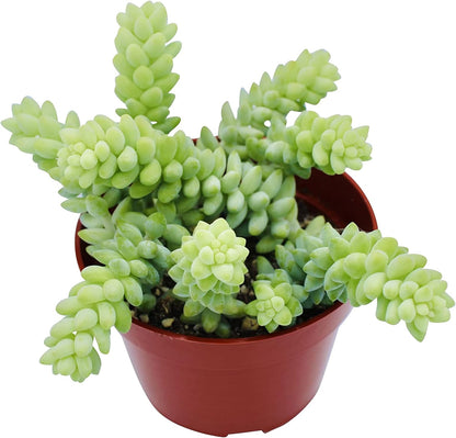 Live Succulent 4" Donkey Tails, Succulents Plants Live, Succulent Plants Fully Rooted, House Plant