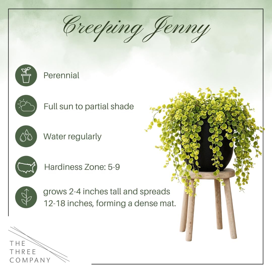 Creeping Jenny Live Plant (Lysimachia nummularia) - 4 Plants Per Pack - Healthy Trailing Perennial