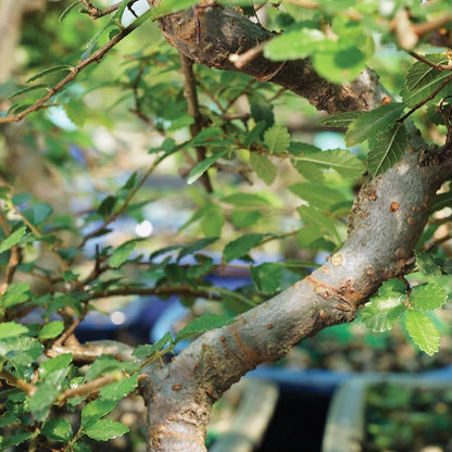 Brussel's Bonsai Live Chinese Elm Bonsai Tree, Outdoor - Medium, 7 Years Old, 8 to 10 inches Tall