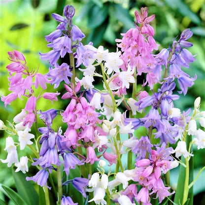 Spanish Bluebell Mixture - Perennial Spanish Bluebells (Wood Hyacinth) Bulbs for Planting | Spring