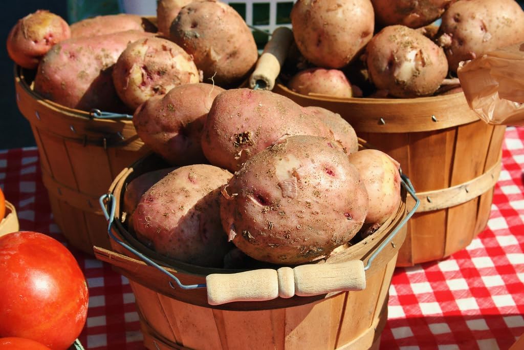 Red Pontiac Certified Seed Potatoes 3Lb - Non GMO - Naturally Grown - Whole Potatoes - Ready for