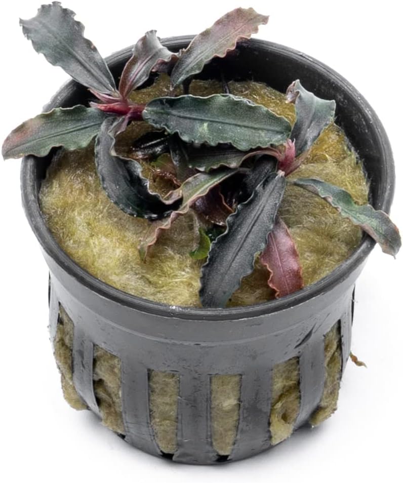 SubstrateSource Bucephalandra Godzilla Potted Live Aquarium Plant - Natural Freshwater Fish Tank