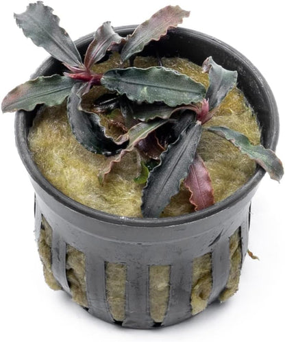 SubstrateSource Bucephalandra Godzilla Potted Live Aquarium Plant - Natural Freshwater Fish Tank