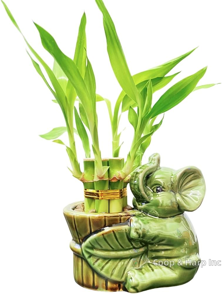 6-Stalk of 4" Small Lucky Bamboo Live Indoor Plant with Ceramic Vase, Live Indoor Lucky Bamboo for