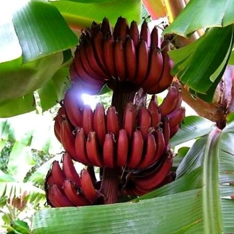 Red Banana Plant Live, 4-6" Tall Well-Rooted for Indoor Tropical Displays, Cold Hardy Banana Fruit