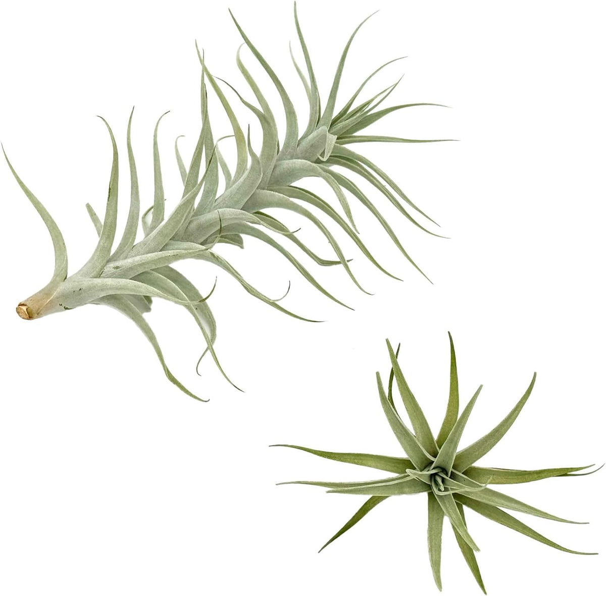 Live Air Plants - Tillandsia Albida 7-12" - 1ct – ragnaroc Live Indoor Plant - Live Arrival