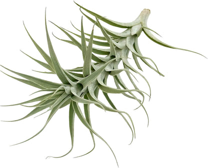 Live Air Plants - Tillandsia Albida 7-12" - 3ct – ragnaroc Live Indoor Plant - Live Arrival