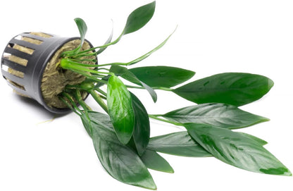 SubstrateSource Anubias Live Aquarium Plants - Potted Freshwater Plant for Fish Tanks, Terrariums