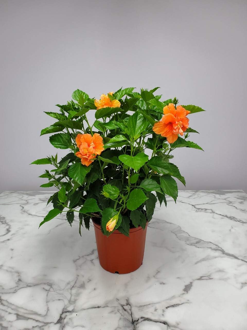 Hibiscus Bush - Double Peach Flowering Plant Live - Overall Height 26" to 28" - Tropical Plants of