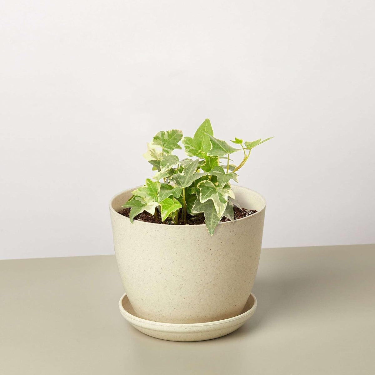 English Ivy Glacier Live Plant for Indoor | Different Houseplants in 3'' Pot | Real House Plant for