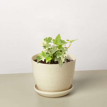 English Ivy Glacier Live Plant for Indoor | Different Houseplants in 3'' Pot | Real House Plant for