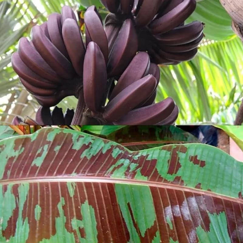 Zebrina Banana Plant Live, 4-6" Tall Well-Rooted for Indoor Tropical Displays, Cold Hardy Banana