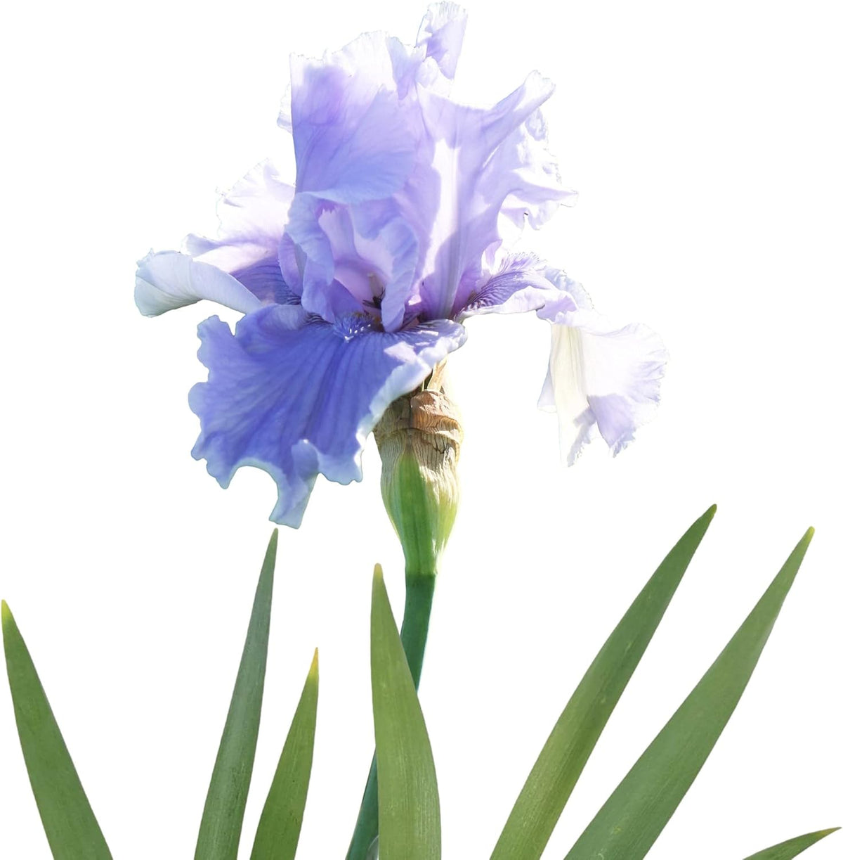 Easy to Grow Bearded Iris Rio Vista - 3 Plant Bulbs Rhizomes, Lavender & Purple Flowers in Spring