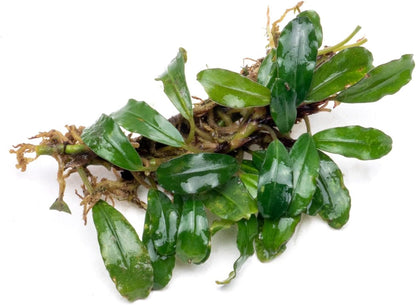 SubstrateSource Bucephalandra Rainbow Frost Live Aquarium Plant - Natural Freshwater Fish Tank